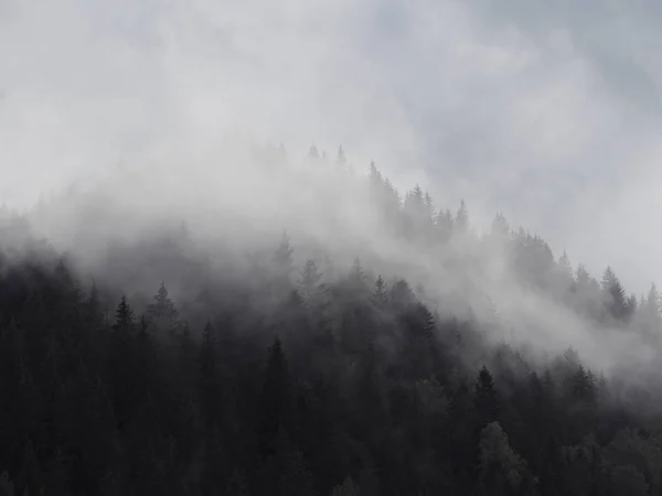 Carpatian Bergen Dimma Och Dimma Tallskogen — Stockfoto