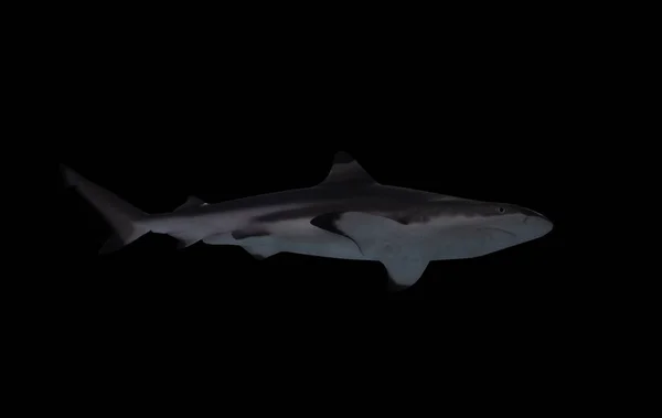 Shark Isolated Black View — Stock Photo, Image