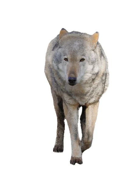 Wolf Permanent Grijs Fullsize Schattig — Stockfoto