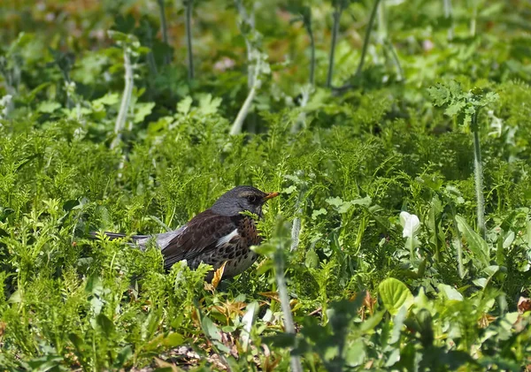 绿色草地上的灰色可爱的小鸟 — 图库照片