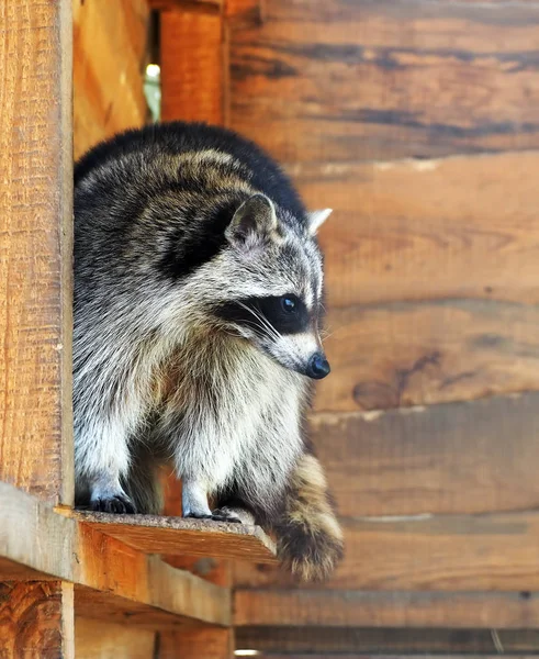 Racoon laying at wood and looking left