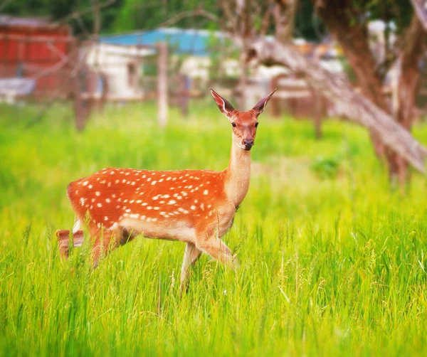 Deer at the grass at the meadow cute