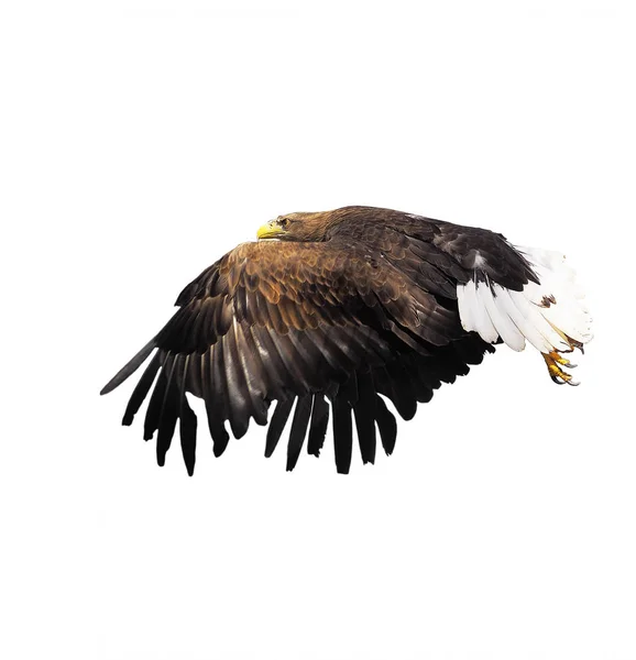 Eagle Black Flying Serious Full Size Isolated — Stock Photo, Image