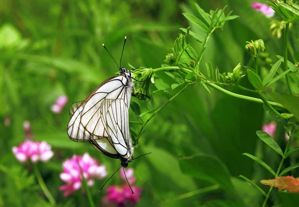 Borboletas Brancas Juntas Flor — Fotografia de Stock