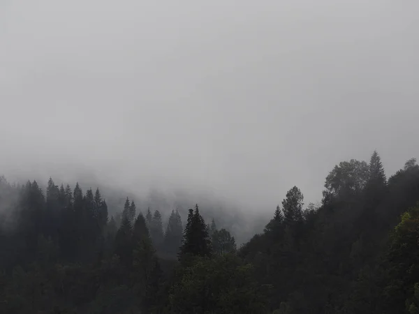 Niebla Niebla Bosque Pinos — Foto de Stock