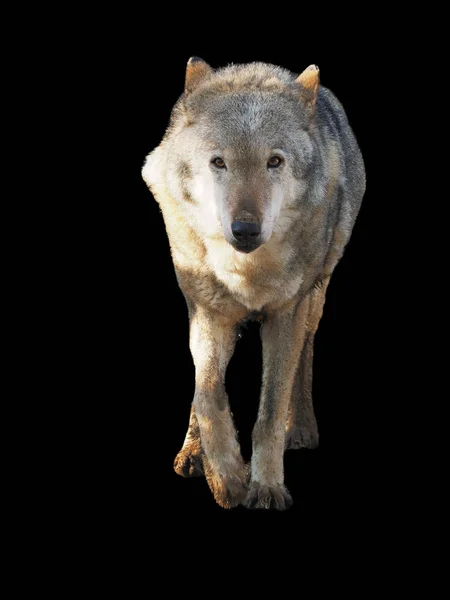Λύκος Στέκεται Γκρι Πλήρες Μέγεθος Χαριτωμένο — Φωτογραφία Αρχείου