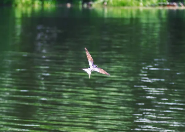 Uçuş Göl Üzerinde Yutmak — Stok fotoğraf