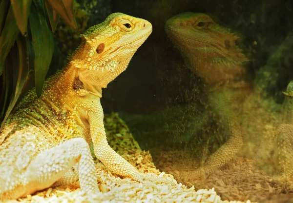 Ödla Och Hans Stolta Reflektion Spegeln — Stockfoto