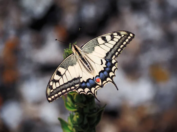 Λευκή Πεταλούδα Μαχάων Κοντινό Κάτοψη — Φωτογραφία Αρχείου