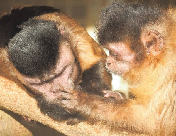 Red Monkey Słońce Bliska — Zdjęcie stockowe