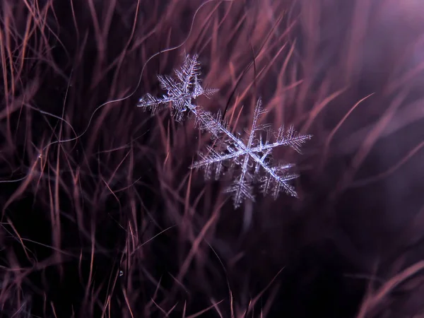 Schneeflocke Schön Auf Dem Bunten Hintergrund Makro — Stockfoto