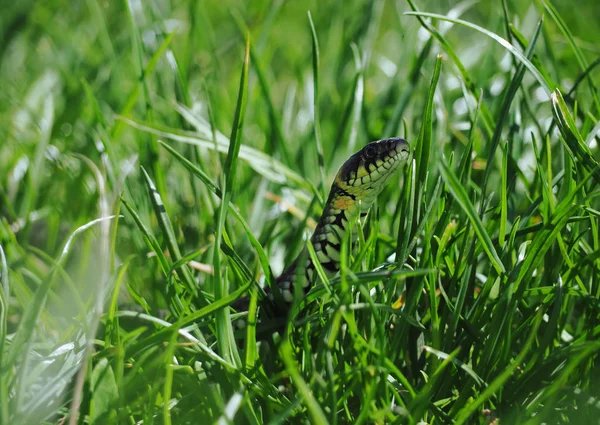 緑の草をヘビします — ストック写真