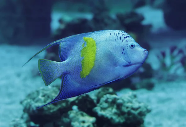 Ψάρι Μεγάλο Σκοτεινό Sweaming Μπλε Του Ωκεανού — Φωτογραφία Αρχείου