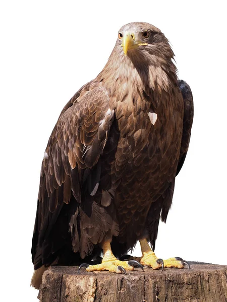 Met Gele Snavel Zit Hout Geïsoleerd White Eagle — Stockfoto