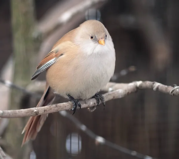 Pequeno Pássaro Bonito Está Sentado Ramo — Fotografia de Stock