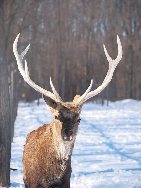 Güneş yakın çekim karlı ormanı geyik