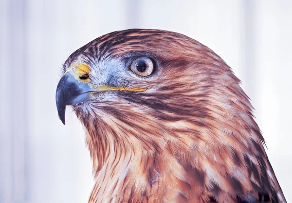 Hawk Buteo Trots Portret Witte Achtergrond — Stockfoto