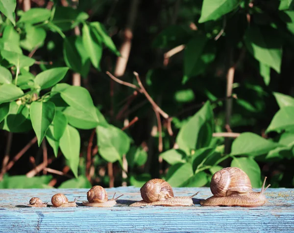 Caracol Marrom Backgroud Verde Correndo Madeira Azul — Fotografia de Stock