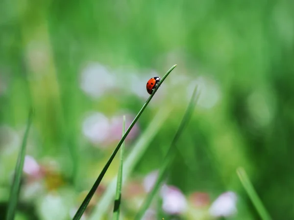 Ladybug Green Grass — Stock Photo, Image