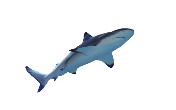 Shark Full Storlek Isolerad Vit — Stockfoto