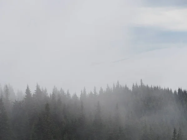 Гуманітарний Інститут Прикарпатського Гори Туман Туман Сосновий Ліс — стокове фото