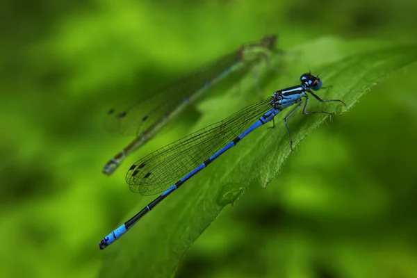 Dragonfly Zittend Het Groene Blad — Stockfoto