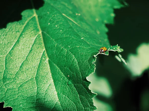 Lady Bug Hierba Verde — Foto de Stock