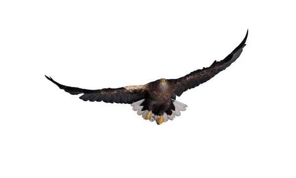 Eagle Flying Isolated White — Stock Photo, Image