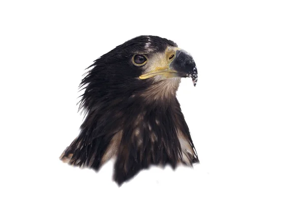 Eagle Huvudet Isolerad Vita Porträtt — Stockfoto
