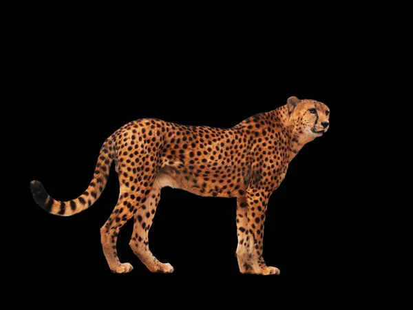 Cheetah Manchado Isolado Preto — Fotografia de Stock