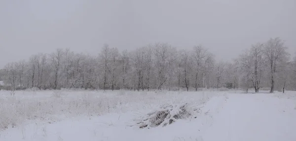 Замороженные Зимние Деревья Возле Белой Дороги — стоковое фото