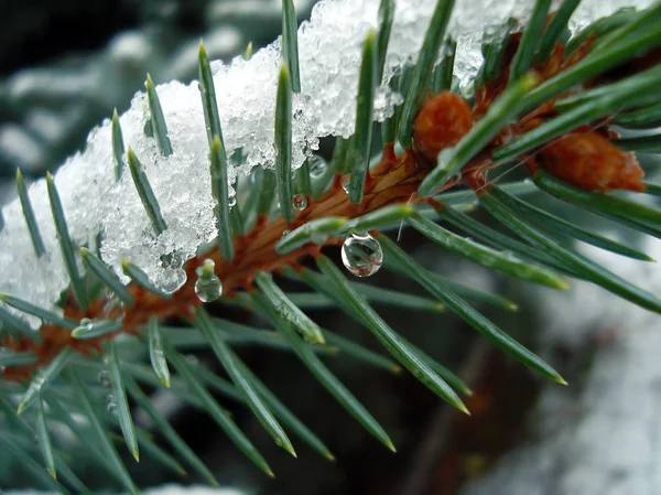 Pine Needles Snow Water Drop — Stock Photo, Image