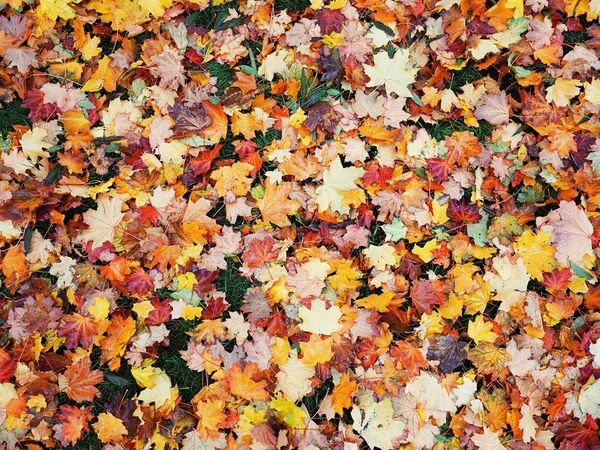 Осенние Листья Желтого Цвета Зеленой Траве Вид Сверху — стоковое фото