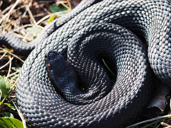 Serpiente Negra Tendida Hierba Verde Acurrucada Una Bola —  Fotos de Stock