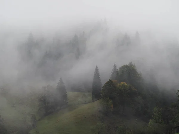 Carpatian 山霧と松の森の霧 — ストック写真