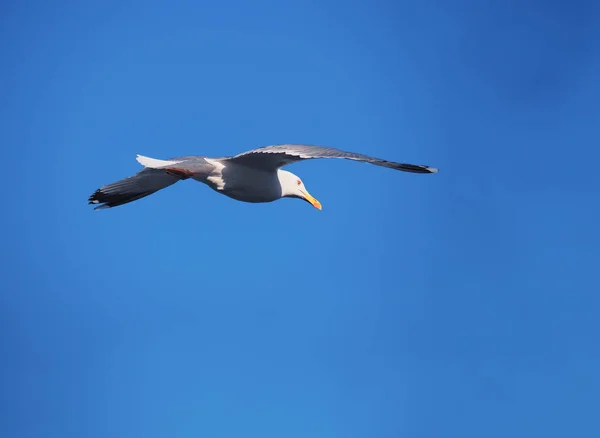 Seagul Flyger Över Havet Nära Bergen — Stockfoto