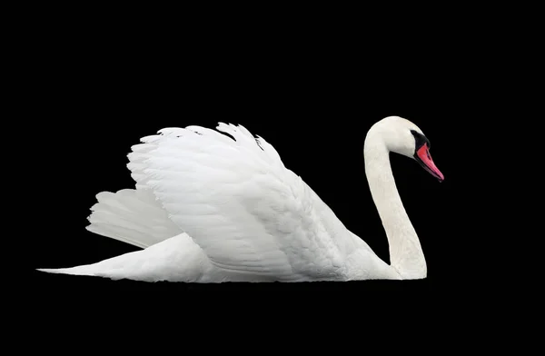 White Swan Iisolated Black — Stock Photo, Image