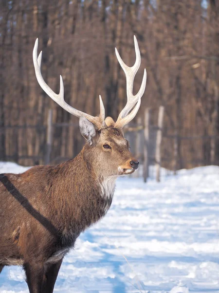 Deer Snowy Forest Sun Close — Stock Photo, Image