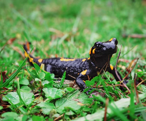 Salamandra Carpatian 산에서 잔디에서 — 스톡 사진