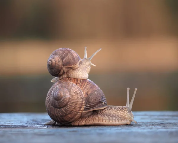 Caracoles Pequeños Sentados Grande Mirando Izquierda — Foto de Stock