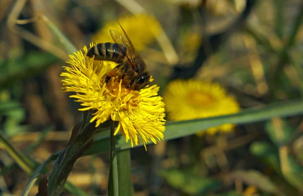 Μέλισσα Στο Κίτρινο Λουλούδι — Φωτογραφία Αρχείου