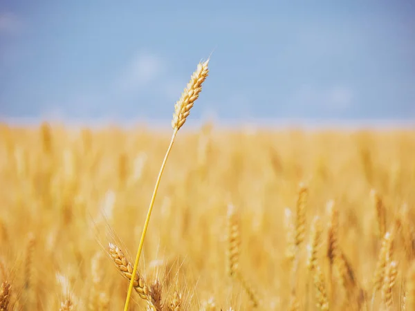 Пшеничное Ухо Желтом Пшеничном Поле Голубым Небом — стоковое фото