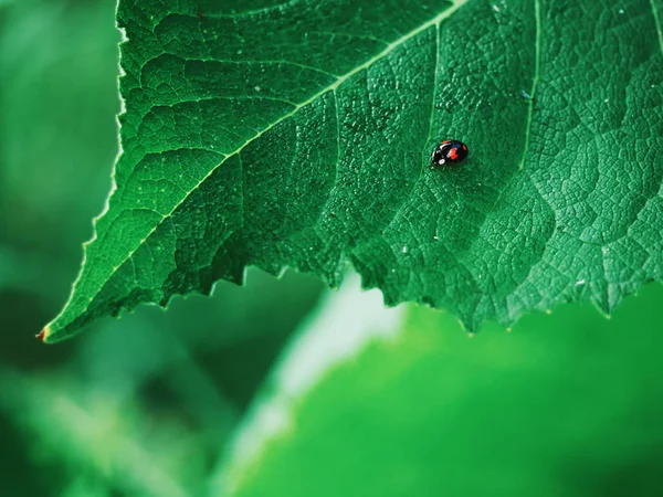 Lady Bug Hierba Verde — Foto de Stock