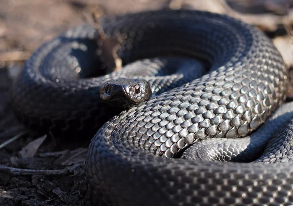 Serpiente Negra Bosque Las Hojas Acurrucadas Bola Mirando Cámara — Foto de Stock