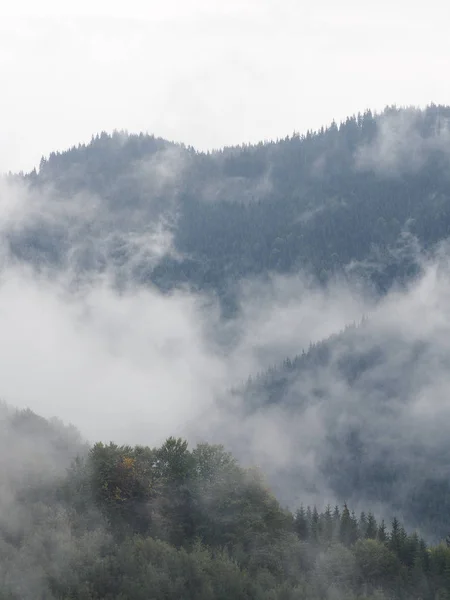 Carpatian Dağları sis ve buğu çam ormanı 