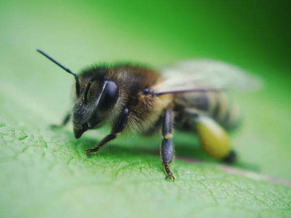 Μέλισσα Κατά Τις Λουλούδι Μακρο — Φωτογραφία Αρχείου