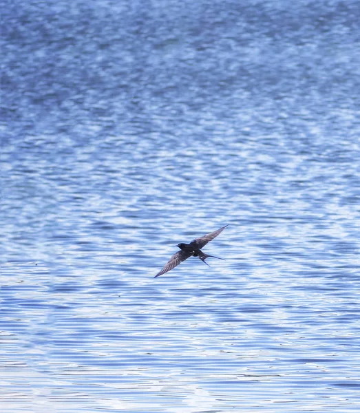 Ластівка Польоті Над Озером — стокове фото