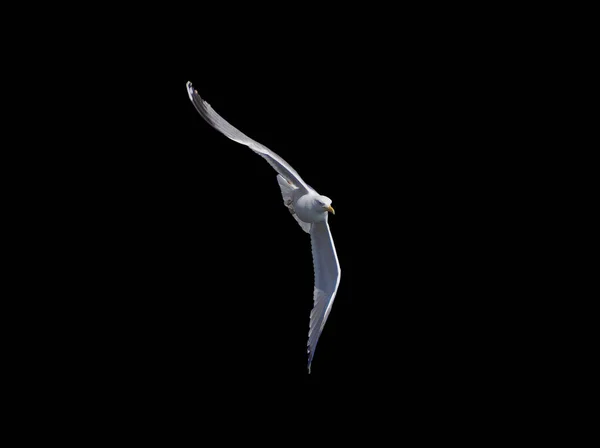 Seagul Volando Sobre Fondo Oscuro —  Fotos de Stock