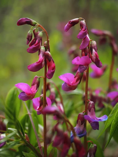 Orman Mor Kır Çiçekleri — Stok fotoğraf