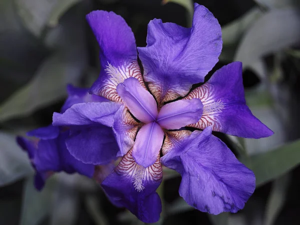 Blauwe Bloem Iris Gracefull — Stockfoto